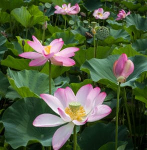 Lotus Blooms  Visit Alexandria