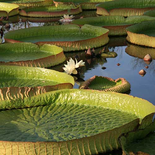 Kenilworth Park and Aquatic Gardens, VISITOR CENTER