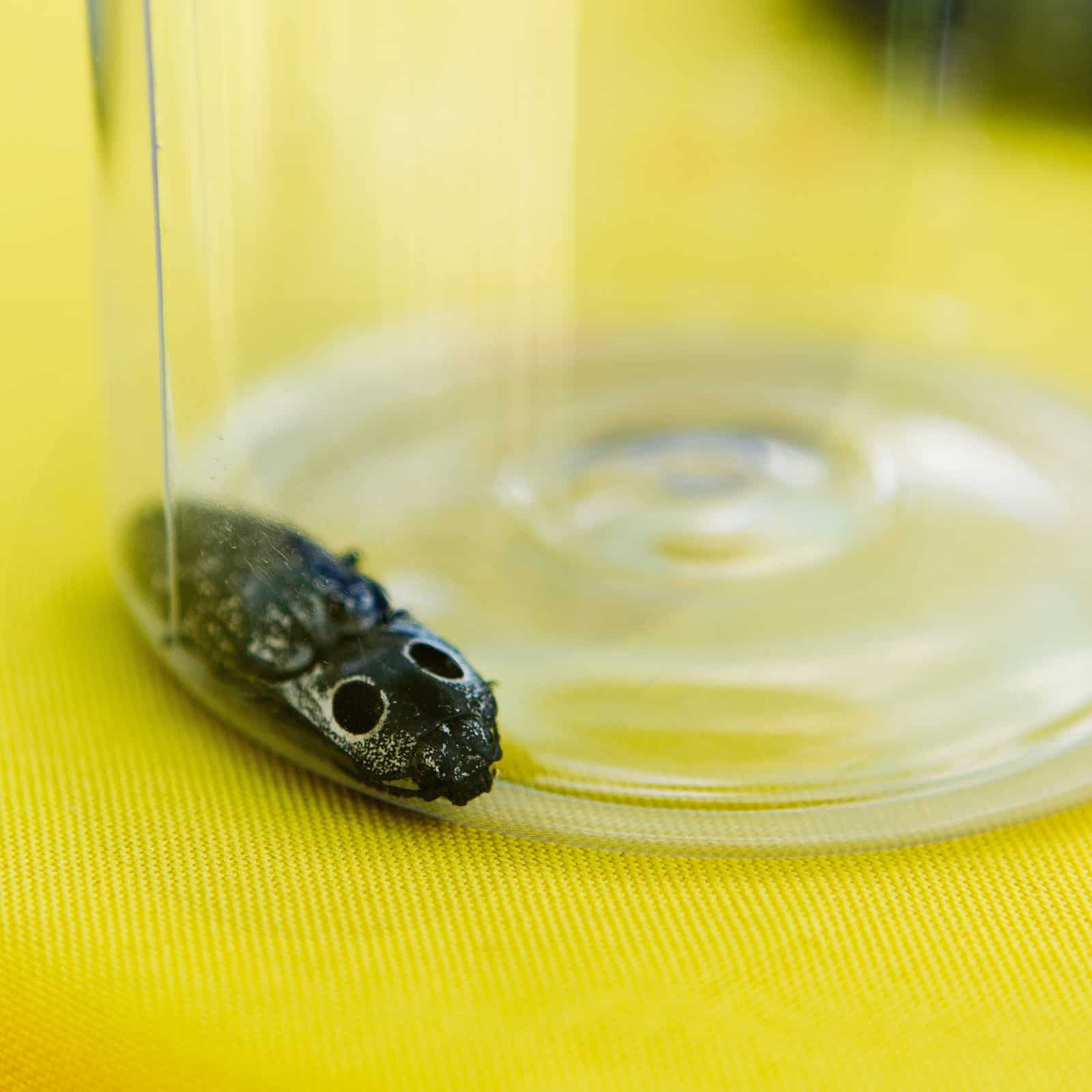 Eastern Eyed Click Beetle Found at Kenilworth Aquatic Gardens