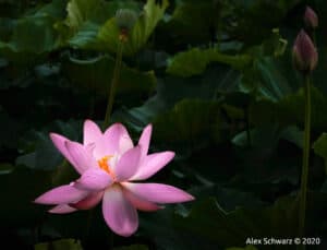 Alex_Schwarz_Lotus 1