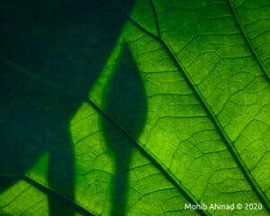 Mohib_Ahmad_Abstracts_of_Nature_1