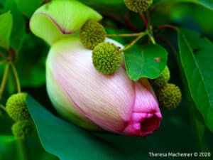 Theresa_Machemer_Lotus