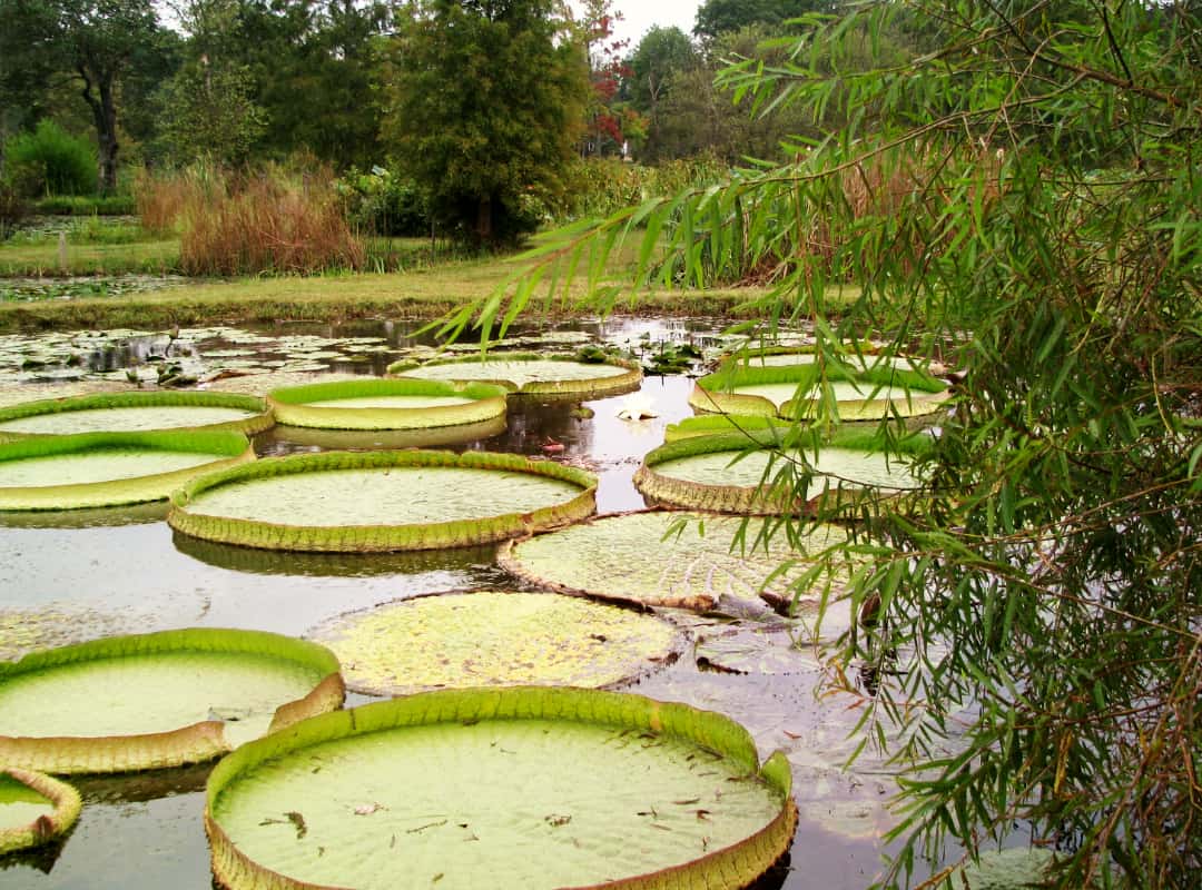 Species Spotlight: SSSSNAKES 🐍 and Water Lilies - Friends of Kenilworth  Aquatic Gardens