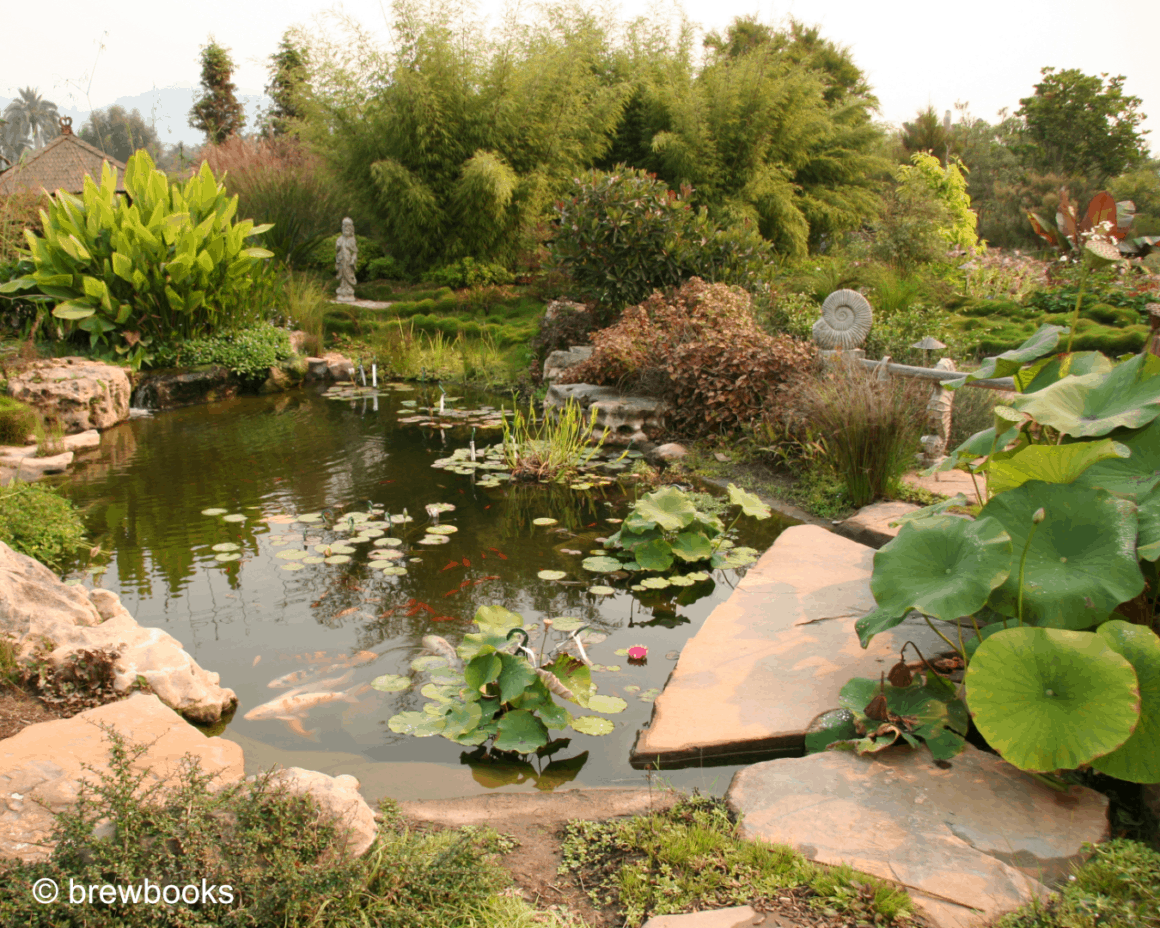 How to Grow a Lotus from Seed Friends of Kenilworth Aquatic Gardens