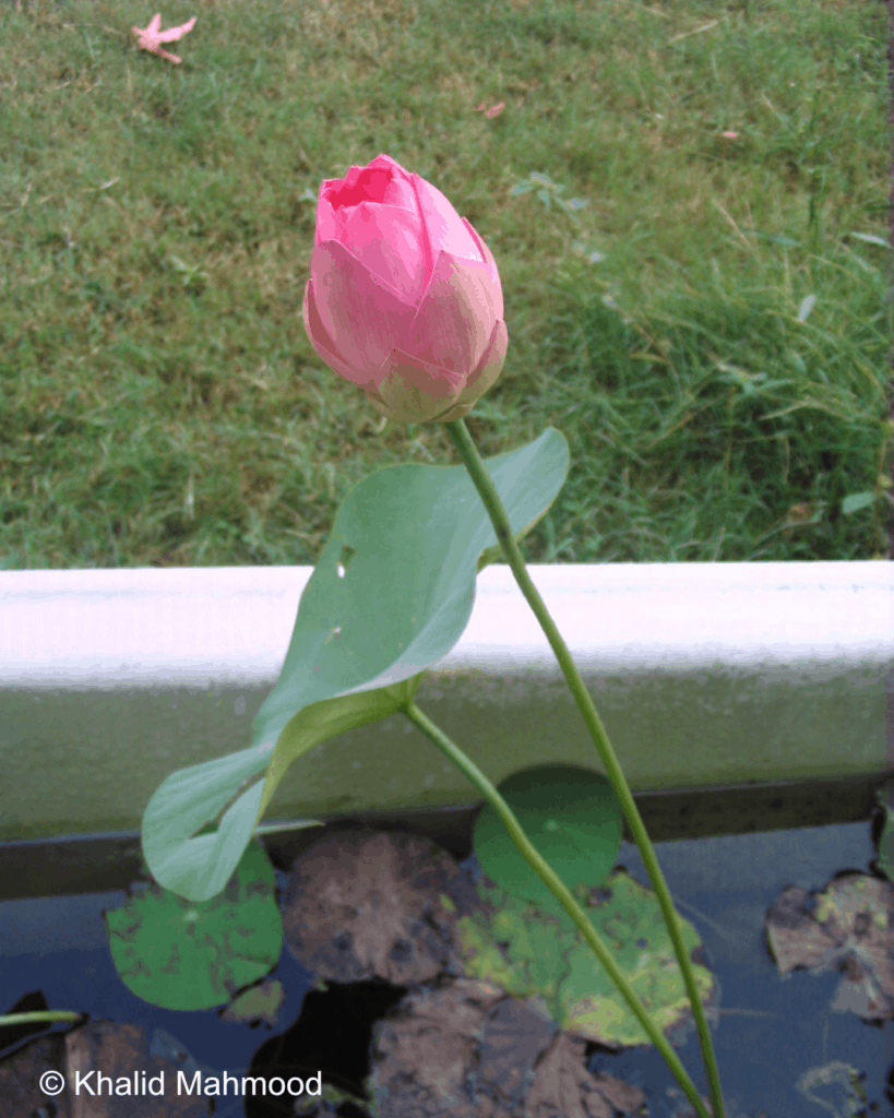 How to Grow a Lotus from Seed Friends of Kenilworth Aquatic Gardens