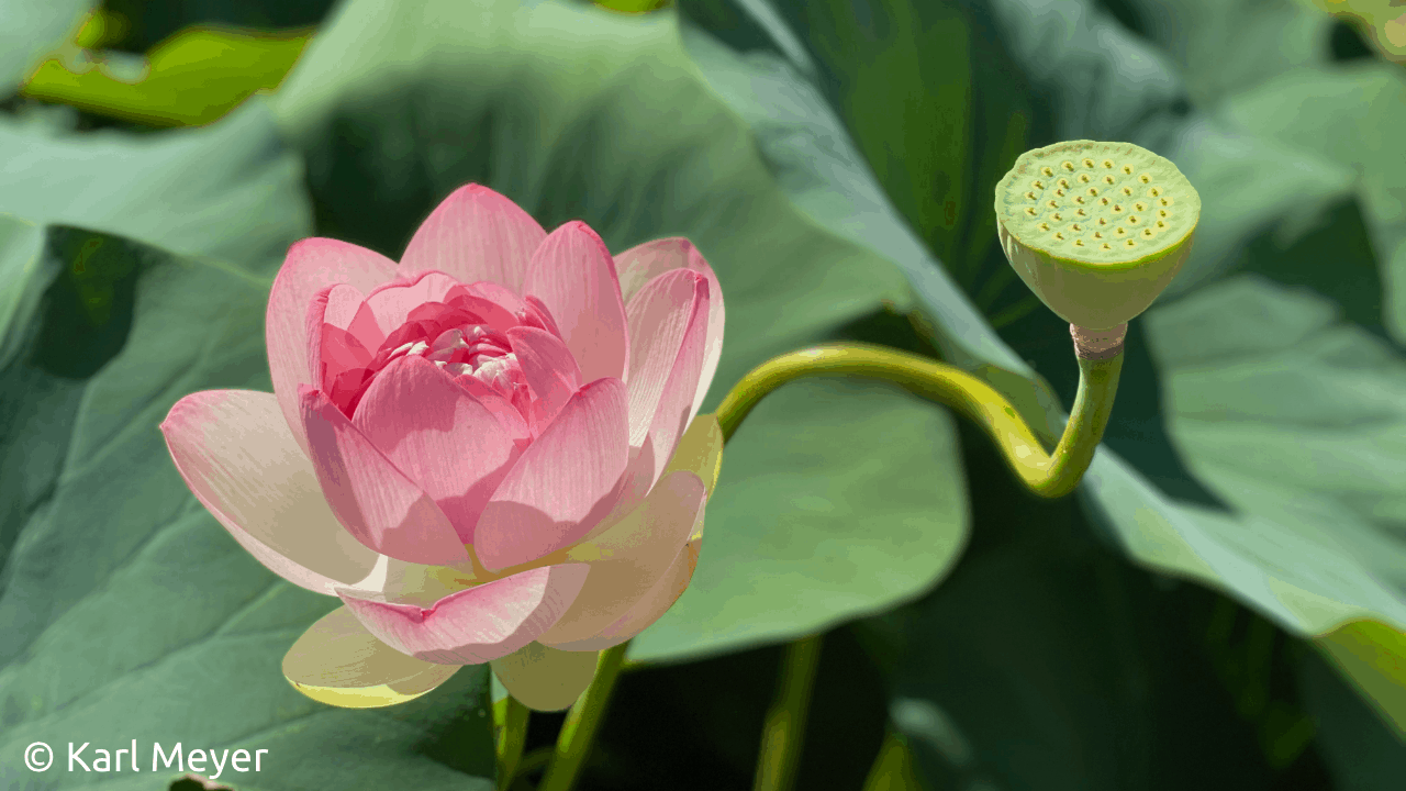 How to Grow a Lotus from Seed - Friends of Kenilworth Aquatic Gardens