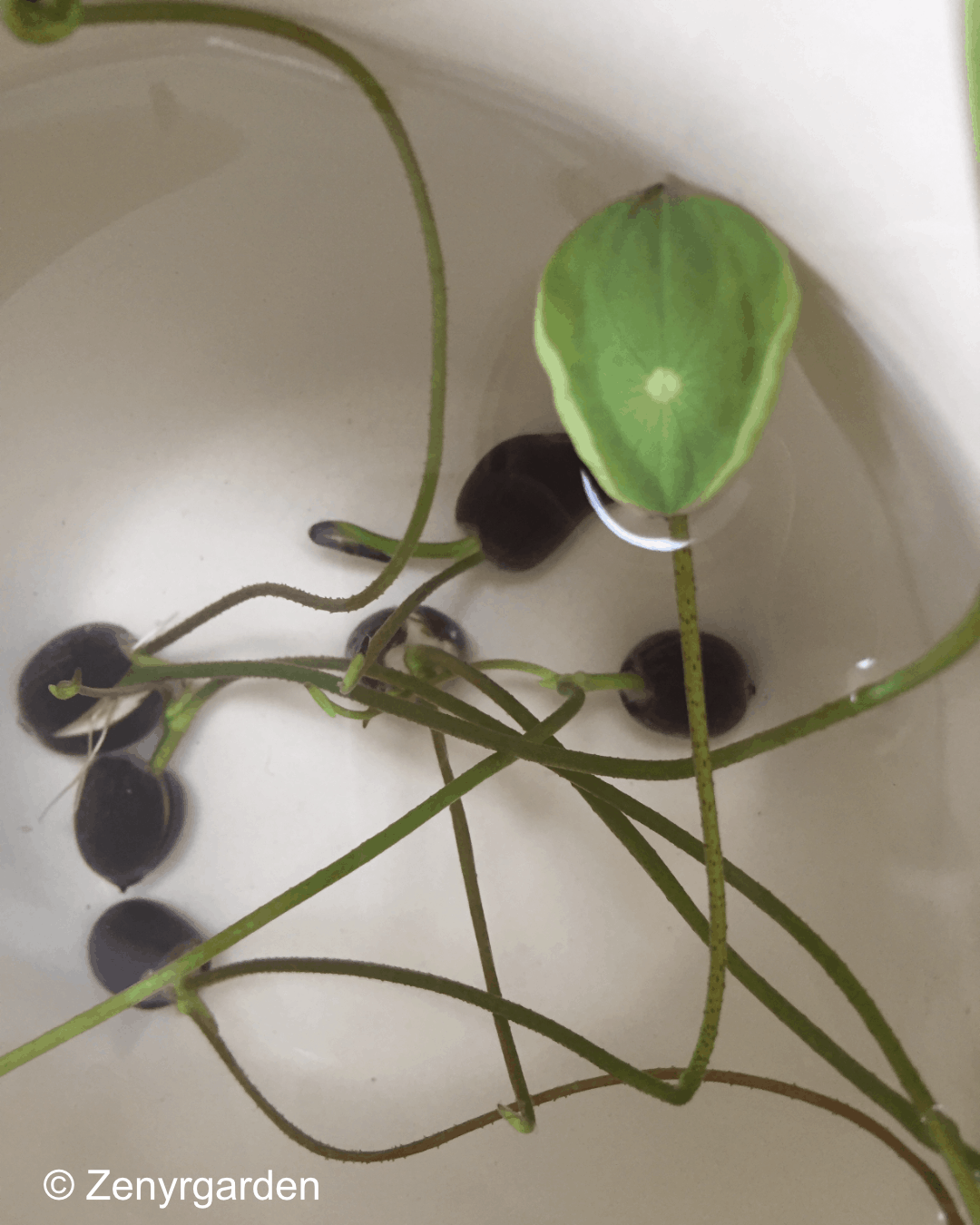 🌱 Prepping for Garden Success! 💦 Soaking these big bean seeds to unl, garden