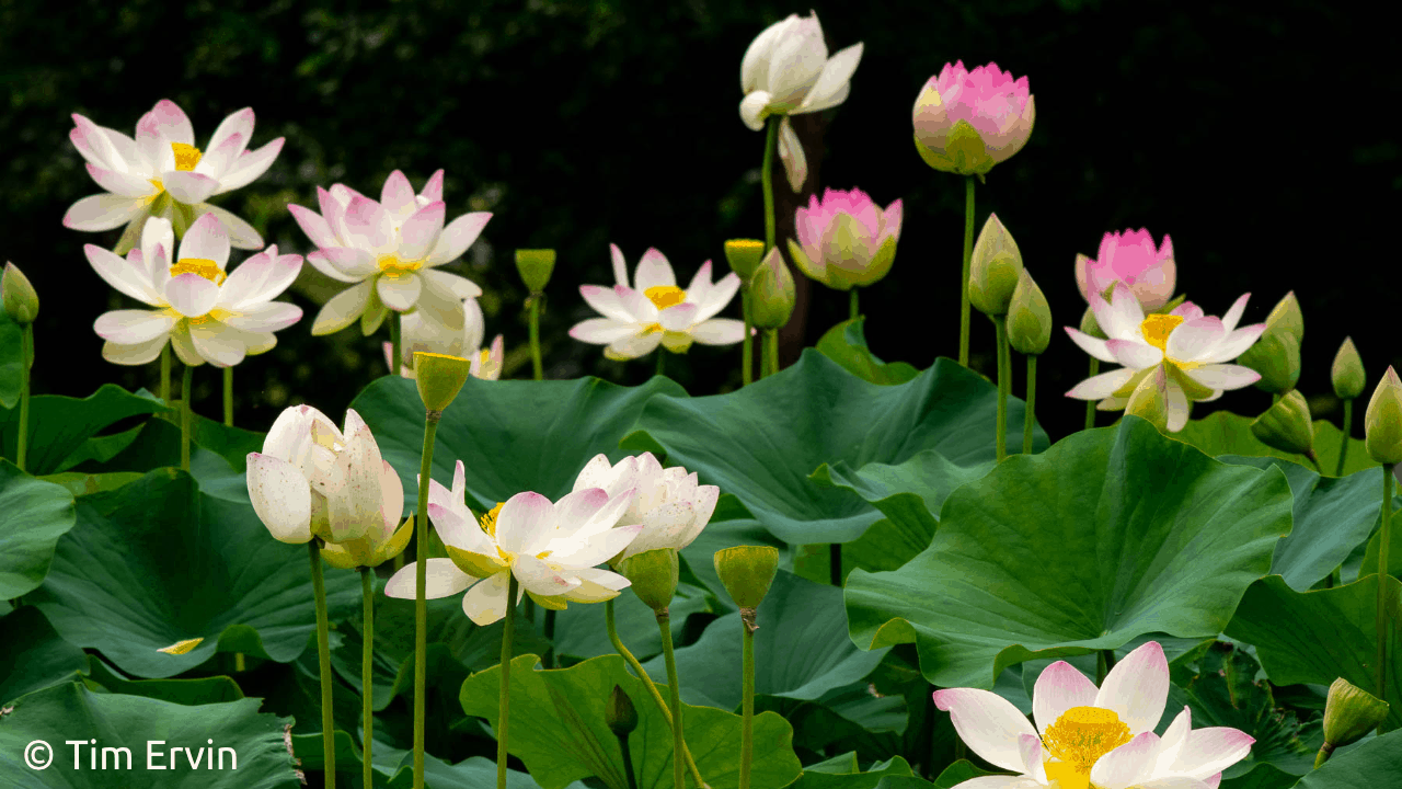 Nelumbo Nucifera 'East Lake Pink' Lotus (Bare Root)