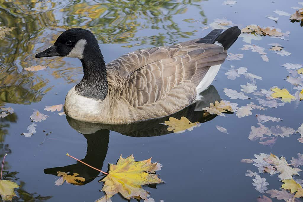 Canada Goose at Kharkiv Gorky Park by Lystopad via Wikimedia Commons. 