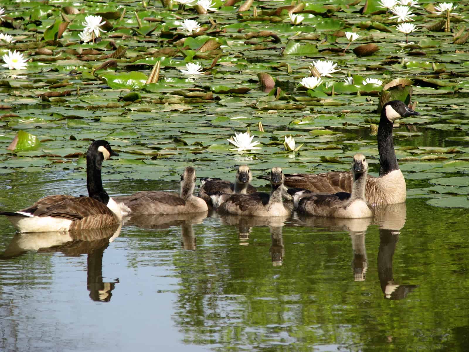 Canada Geese by Erna Marcus