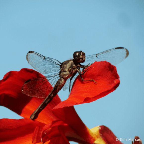 Species Spotlight Dragonflies & Damselflies Friends of Kenilworth