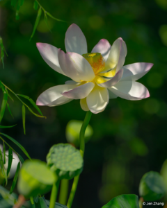 July 2022 Photo Contest Winner: Jen Zhang