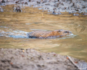 March 2022 Photo Contest Winner: Chris Rief