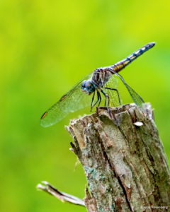 June 2022 Photo Contest Winner: Issac Rosenberg