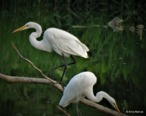 September 2021 Photo Contest Winner: Erna Marcus