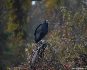 December 2021 Photo Contest Winner: Andrew McGeoch