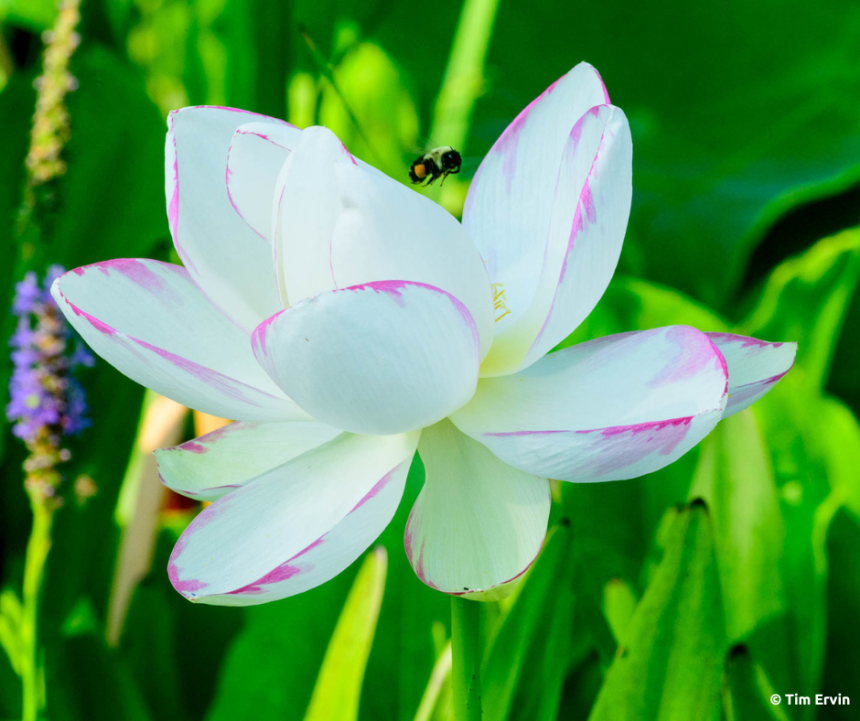 A Guide to The Lotus & Water Lilies of Kenilworth Aquatic Gardens ...