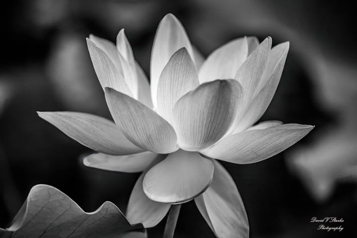 David Starks B&W Lotus