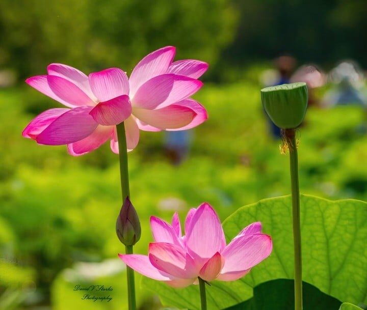 David Starks Pink Lotus