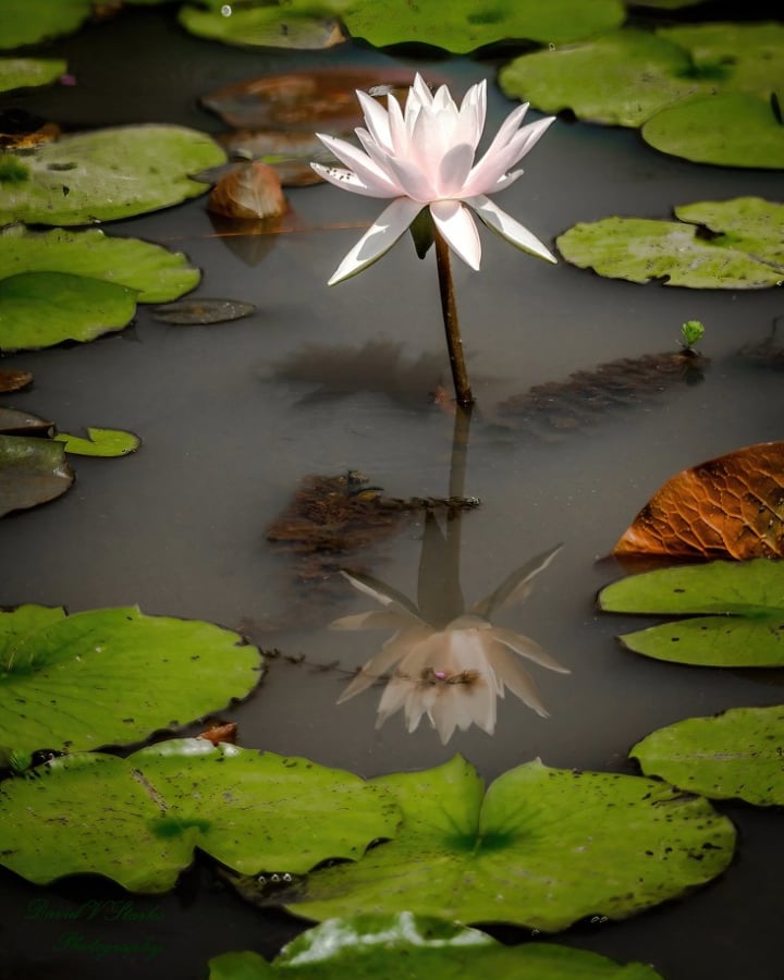 David Starks Water Lily