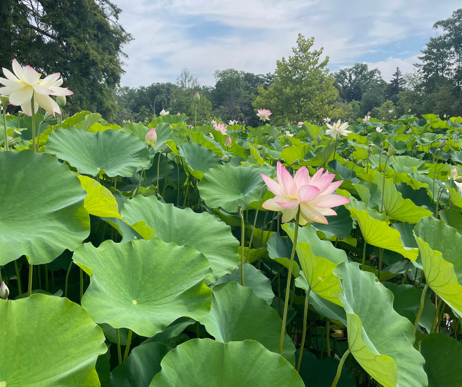 Sacred Lotus