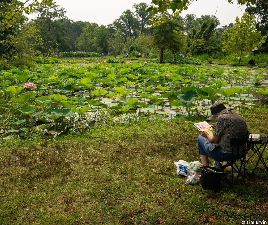 Lotus Painter- Tim Ervin