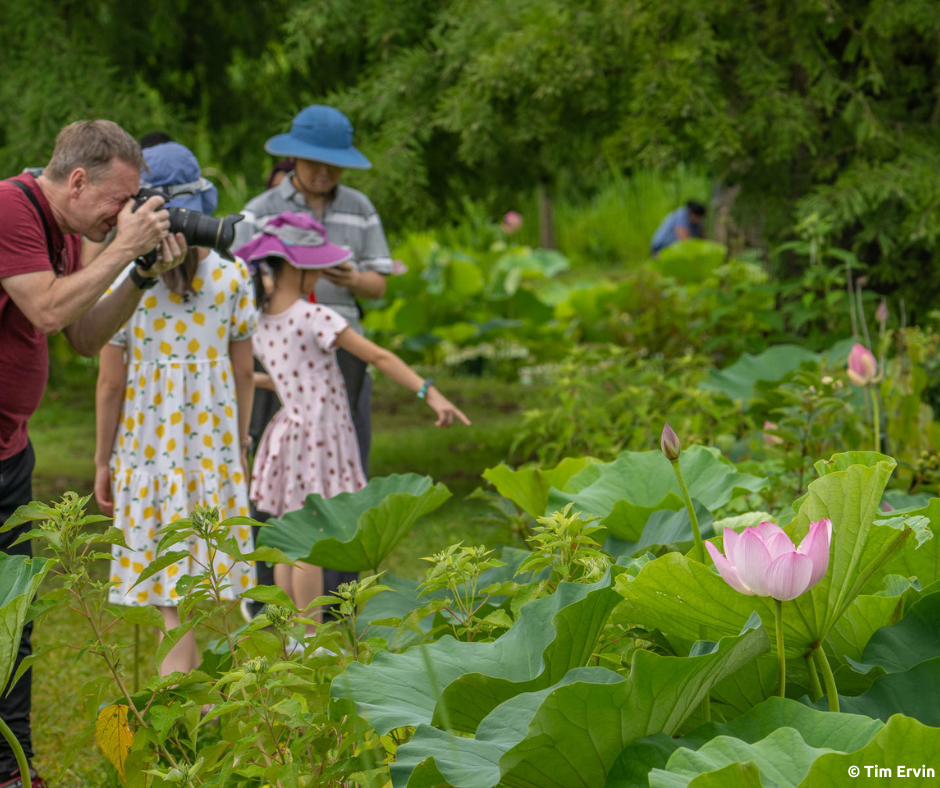 Lotus and Visitors- Tim Ervin