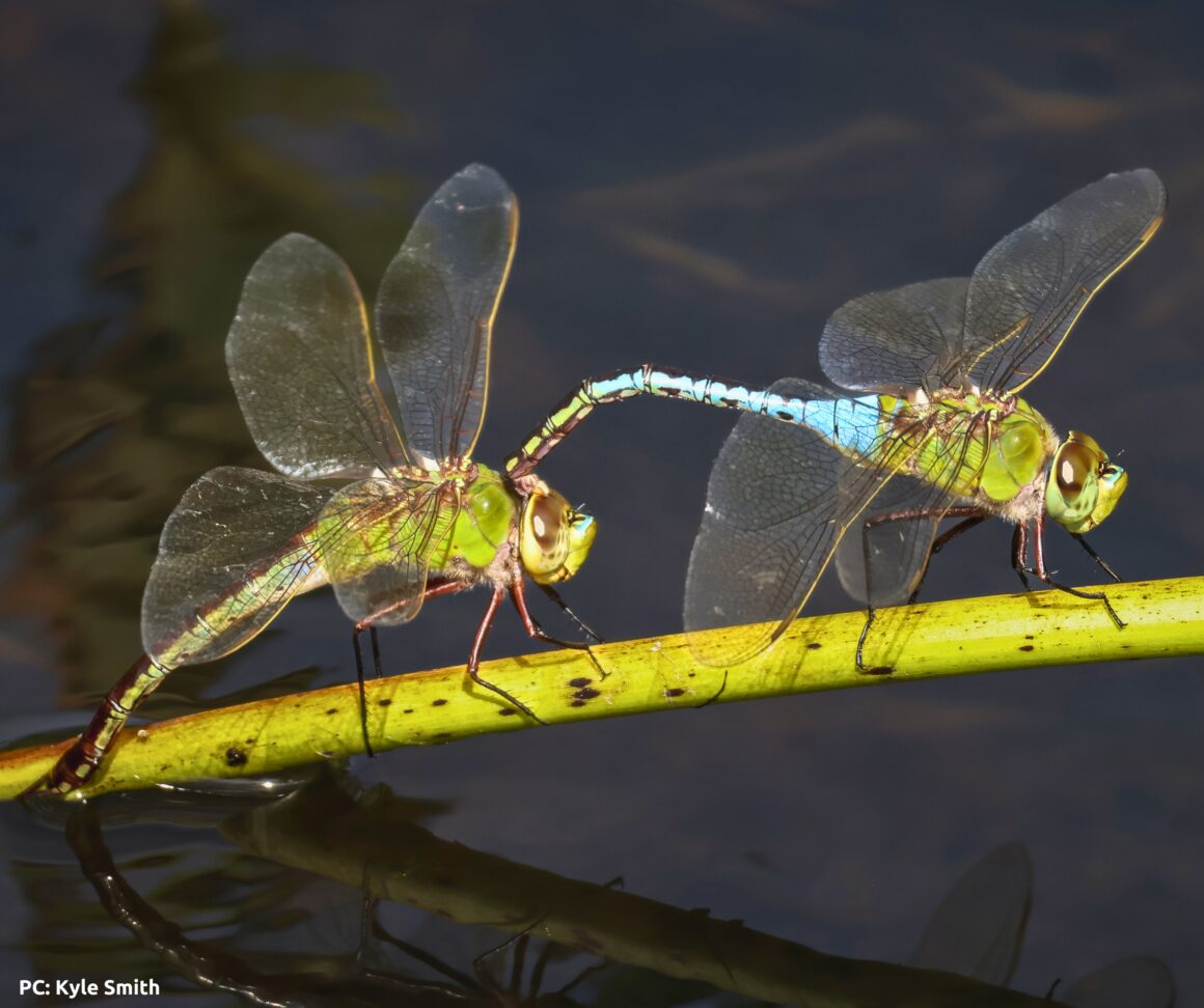 2024 Winners Friends of Kenilworth Aquatic Gardens
